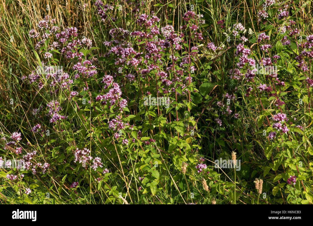 Wild marjoram or oregano, Origanum vulgare, flowering plants on downland grassland, Berkshire, August Stock Photo