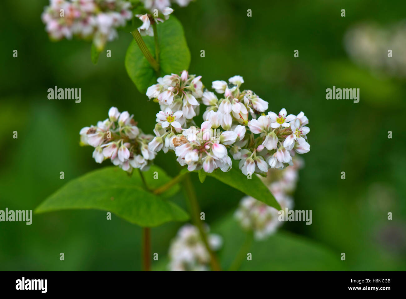 A green manure crop, buckwheat, Fagopyrum esculentum, flowering in a