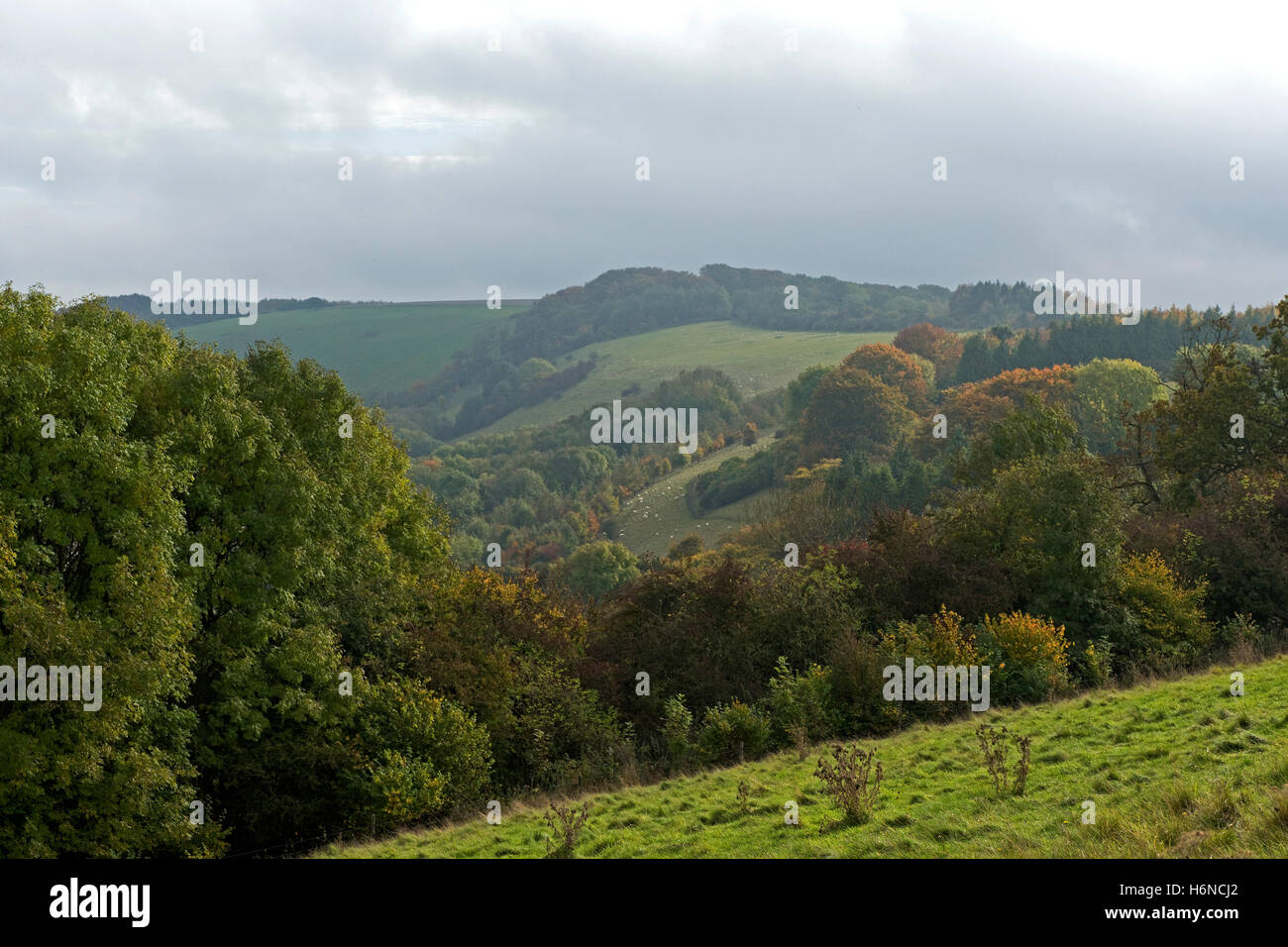 Autumn view trees changing colour on the North Wessex Downs on a bright day, Berkshire, October Stock Photo