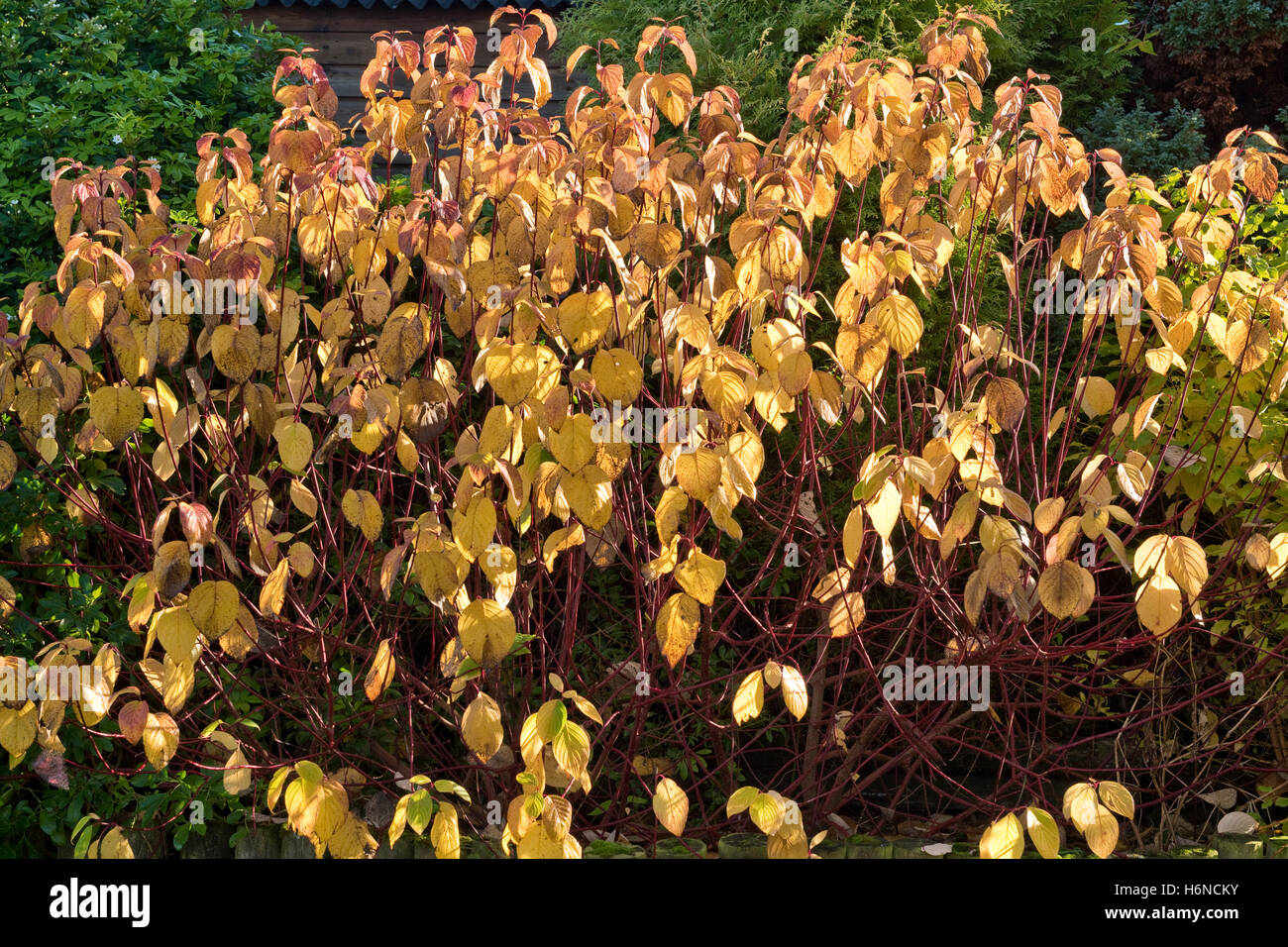 Red barked dogwood, Cornus alba, with leaves turning yellow and falling in autumn, October Stock Photo