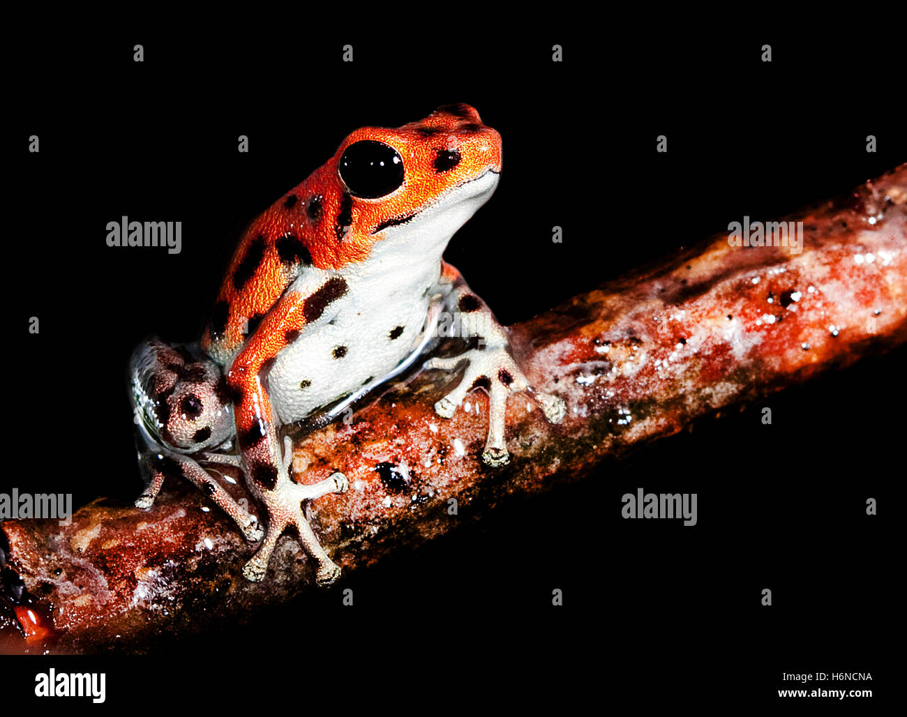 pfeilgiftfrosch (oophaga pumilio) Stock Photo