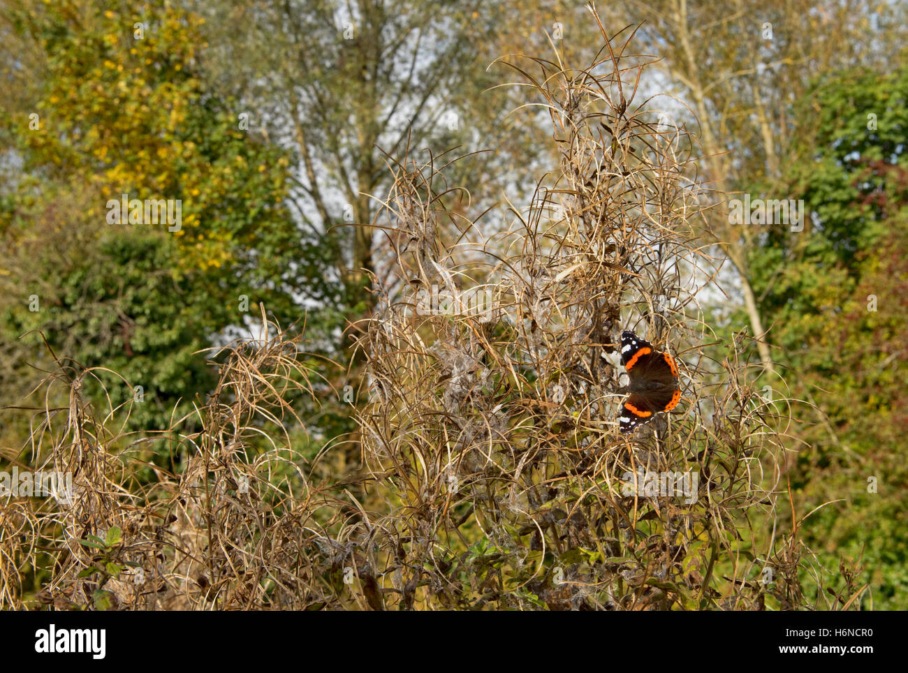 A red admiral butterfly, Vanessa atalanta, in October sunshine on seeding greater willowherb Stock Photo