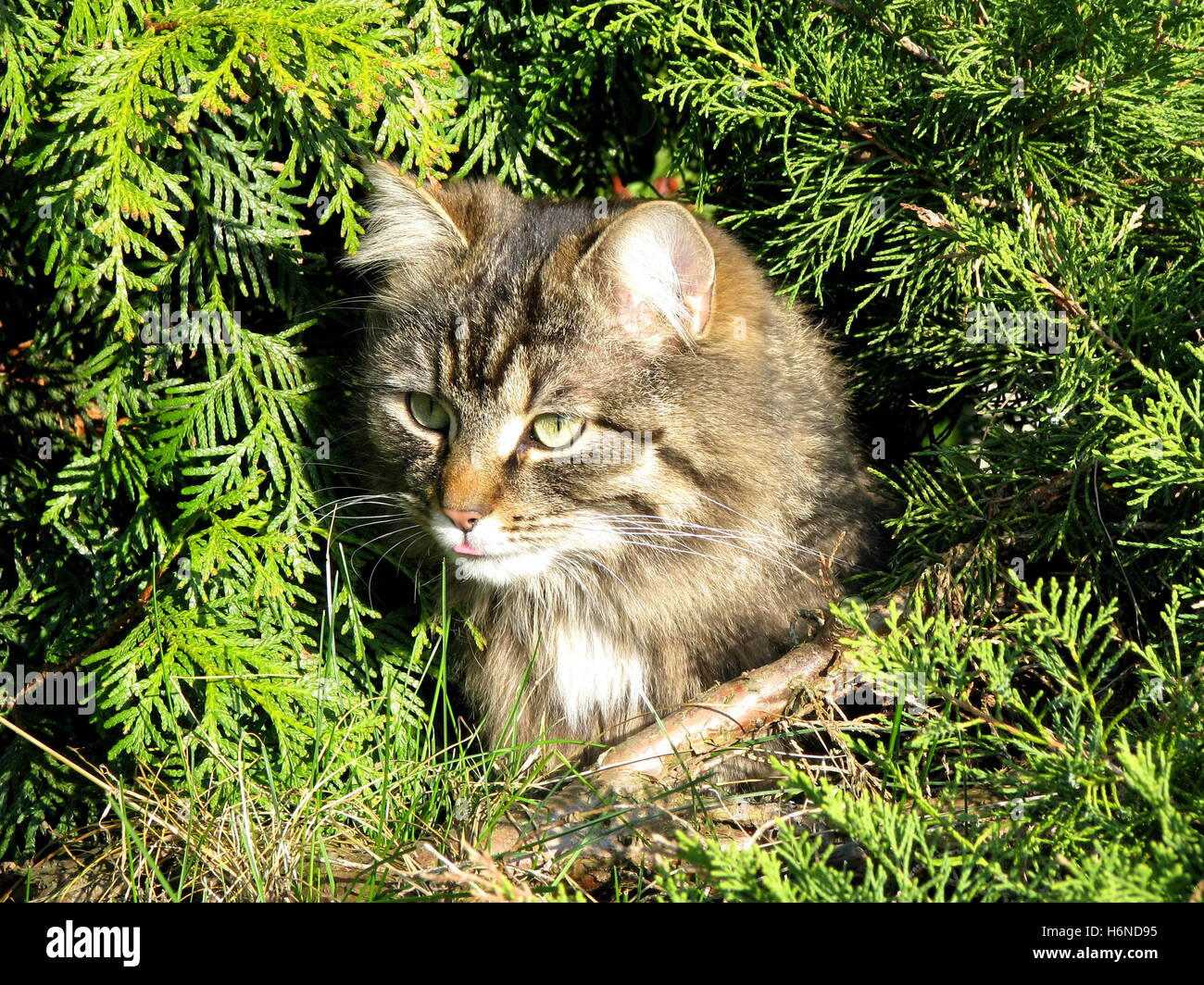 cat in the garden Stock Photo - Alamy