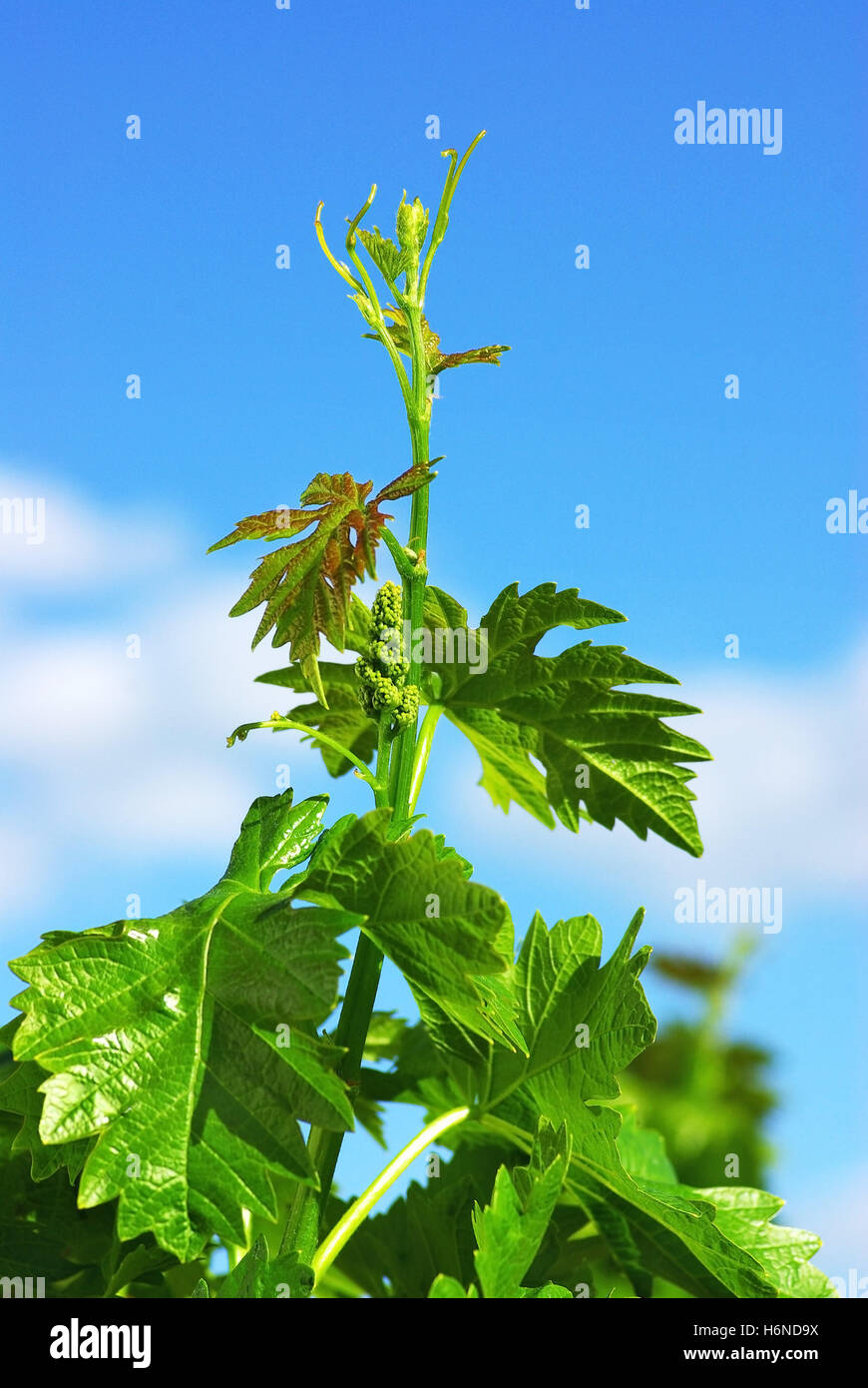 plants flowers Stock Photo