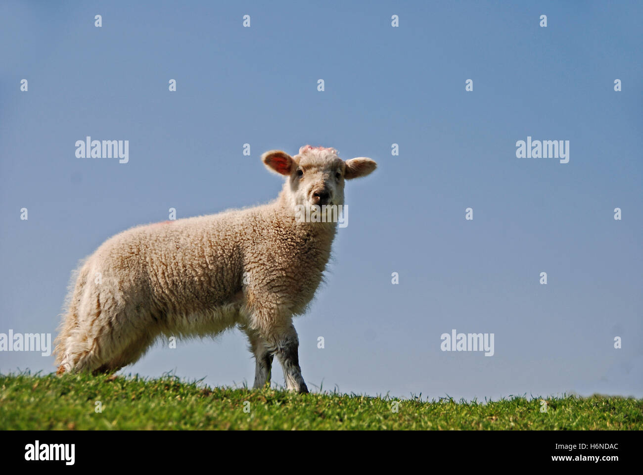 lamb Stock Photo