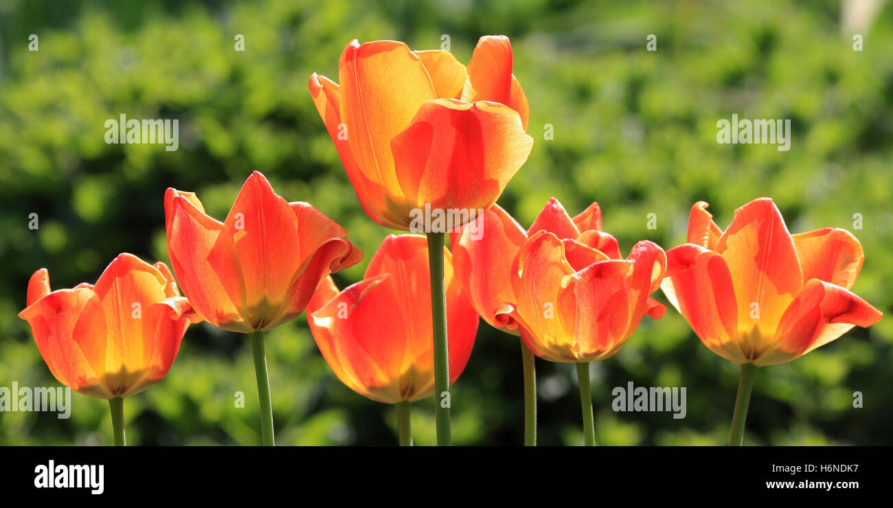 blaze of color - tulips Stock Photo