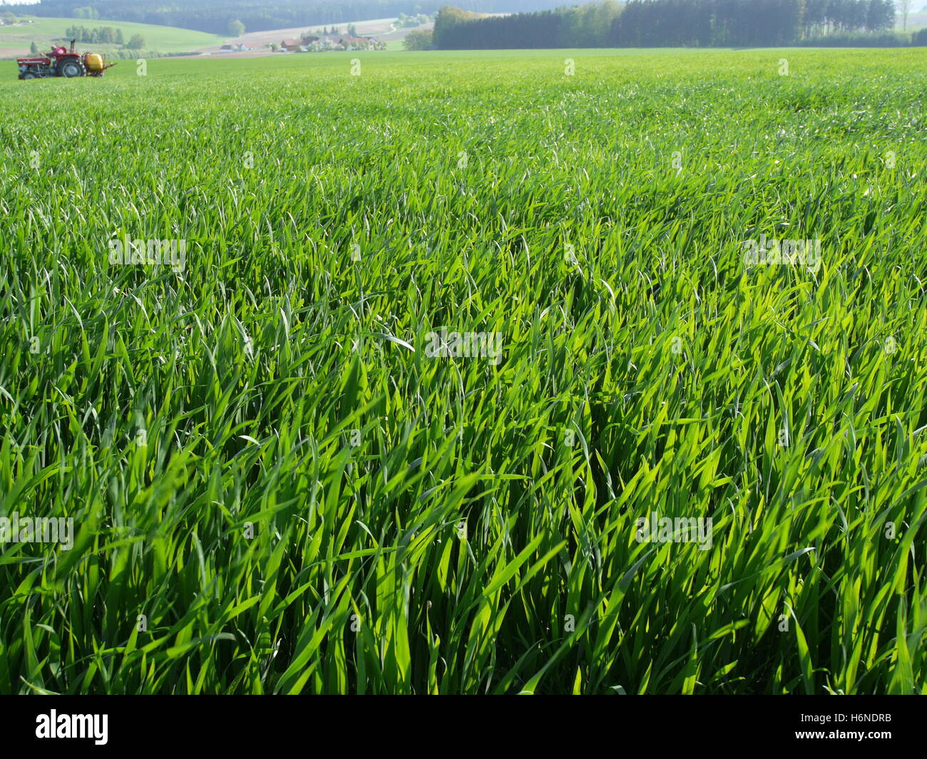 green cornfield with tractor Stock Photo