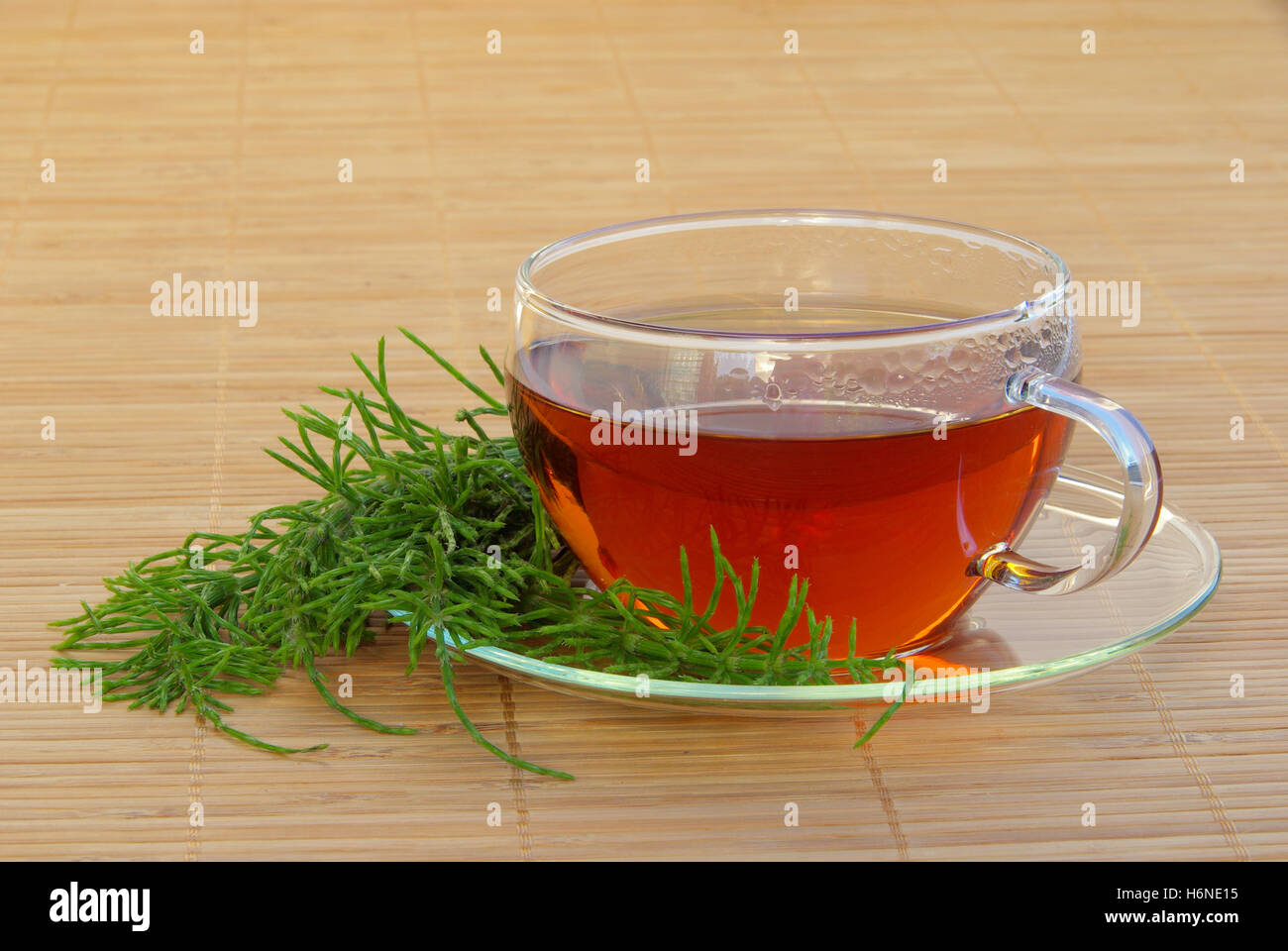 tea horsetail tea field horsetail 03 Stock Photo Alamy