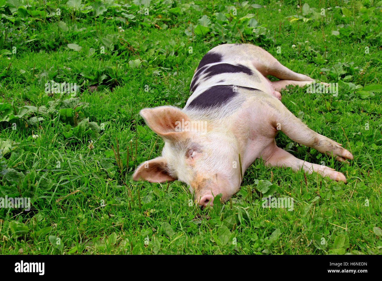 Useful animals hi-res stock photography and images - Alamy