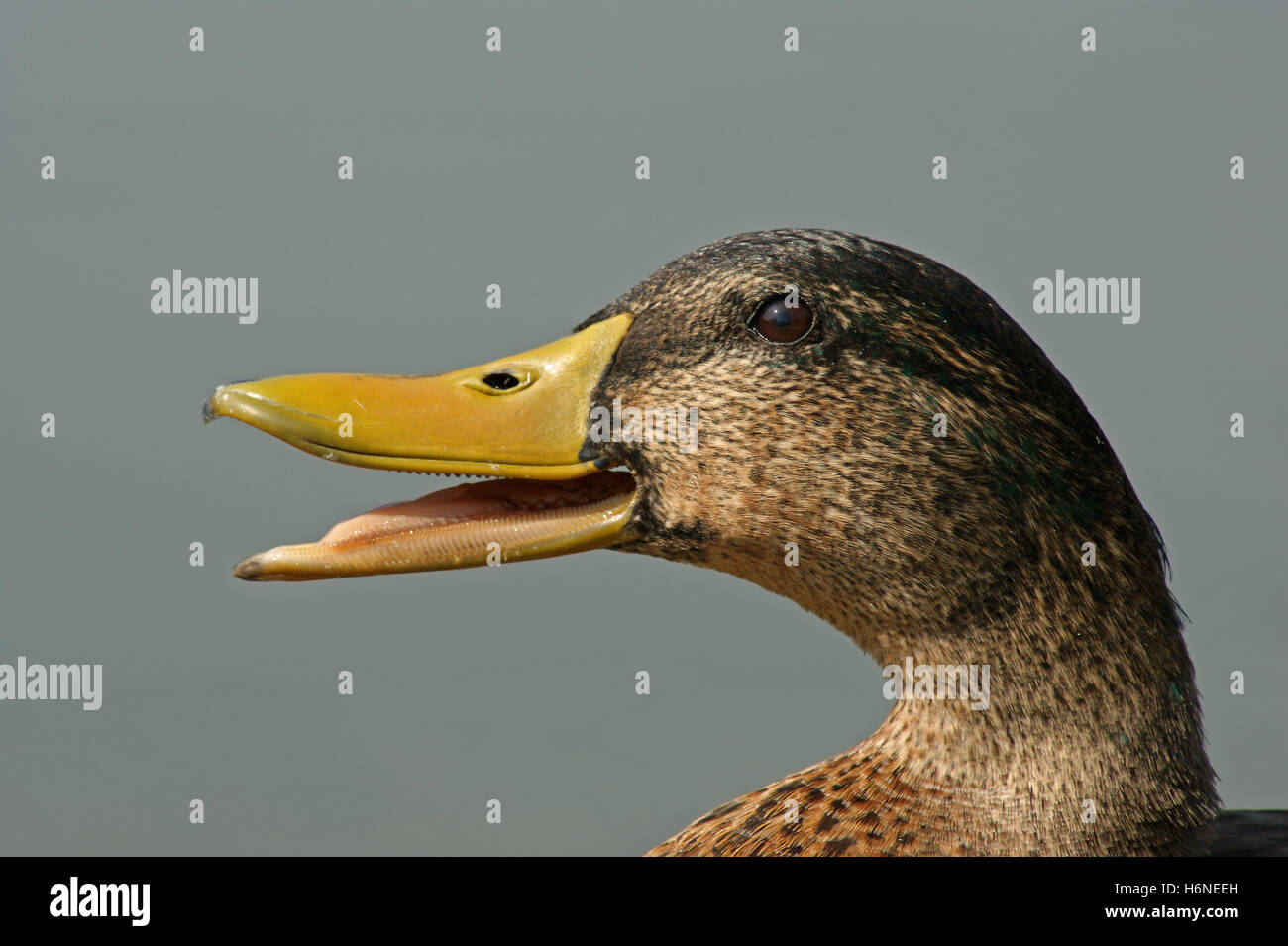 Quack duck hi res stock photography and images Alamy Quack duck hi res stock photography and images Alamy