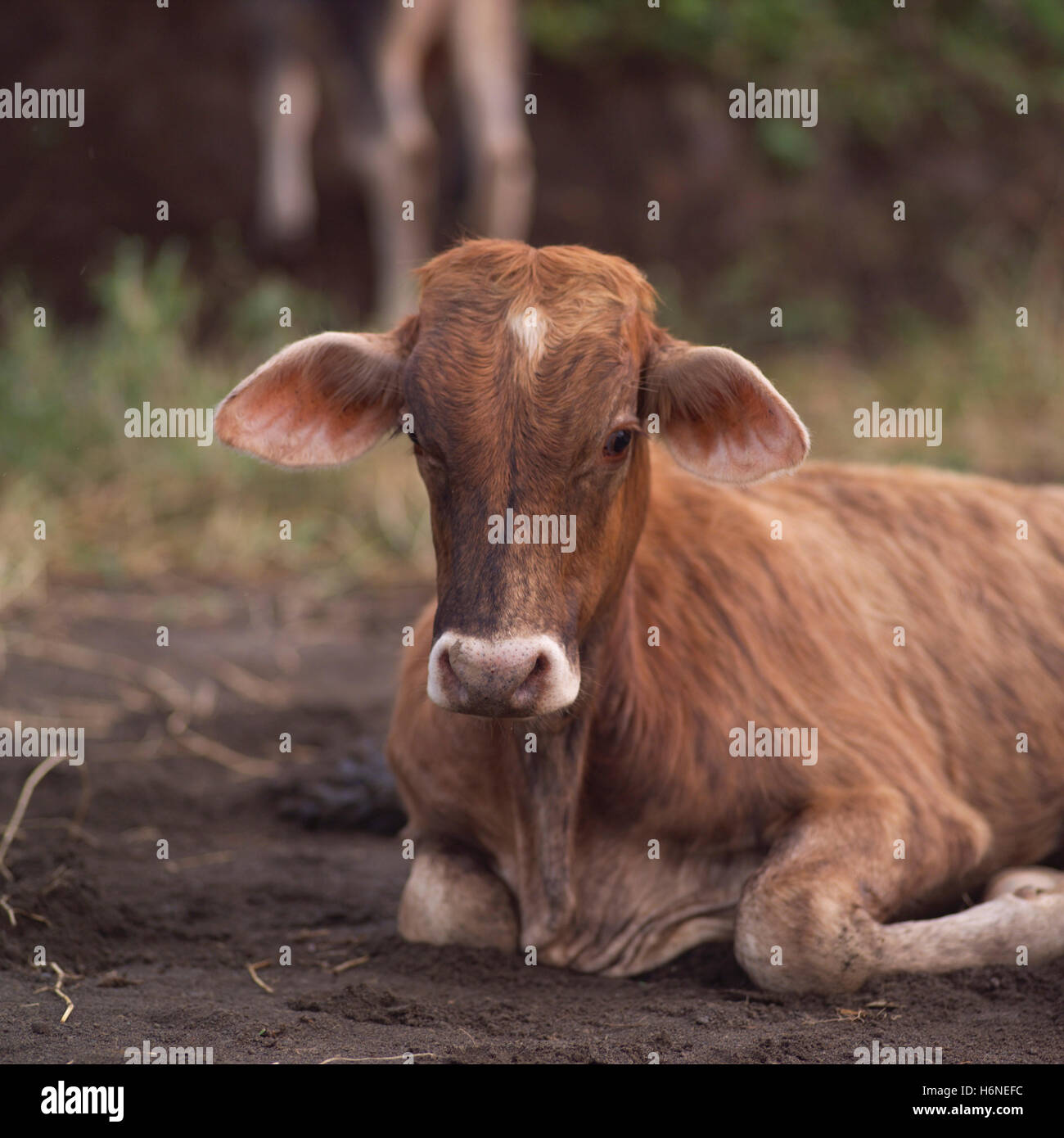 Cow with cub hi-res stock photography and images - Alamy