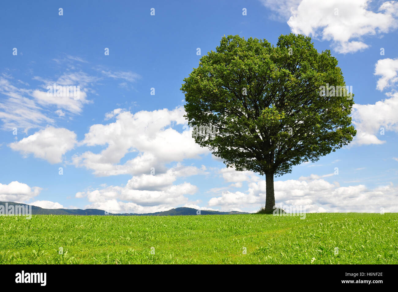 trees forests Stock Photo