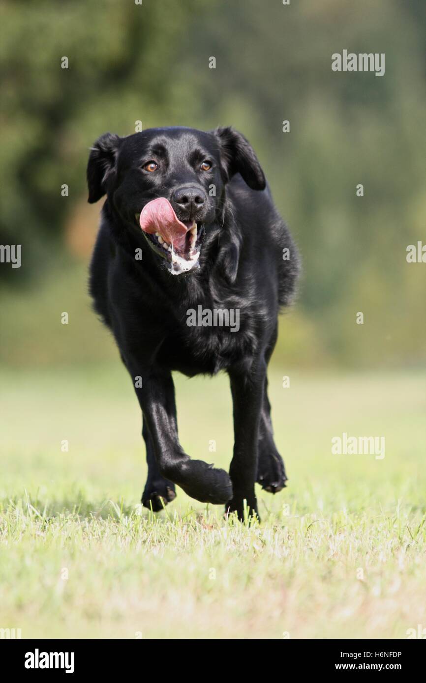 labrador are gas Stock Photo Alamy