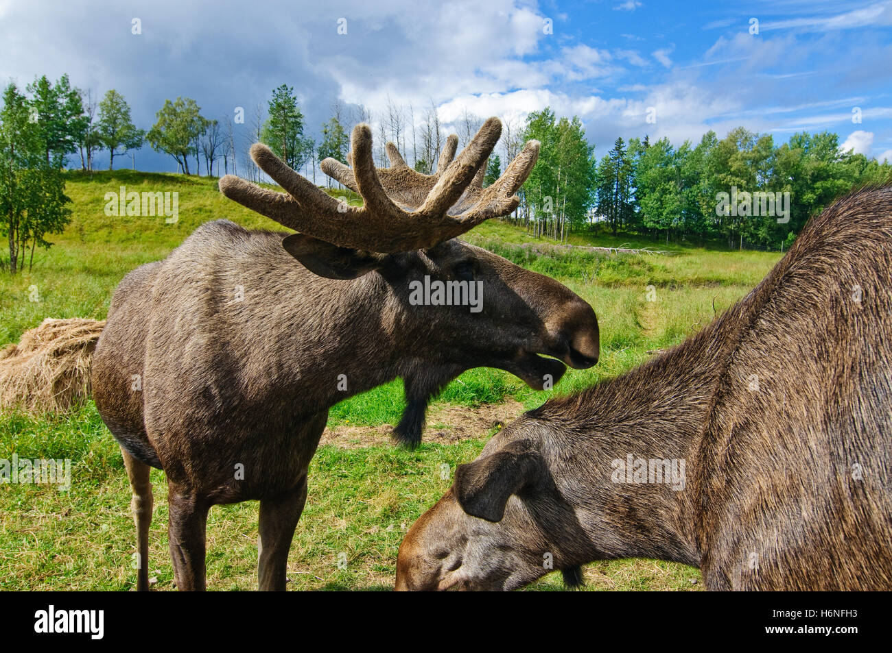 Mammals animals hi-res stock photography and images - Alamy