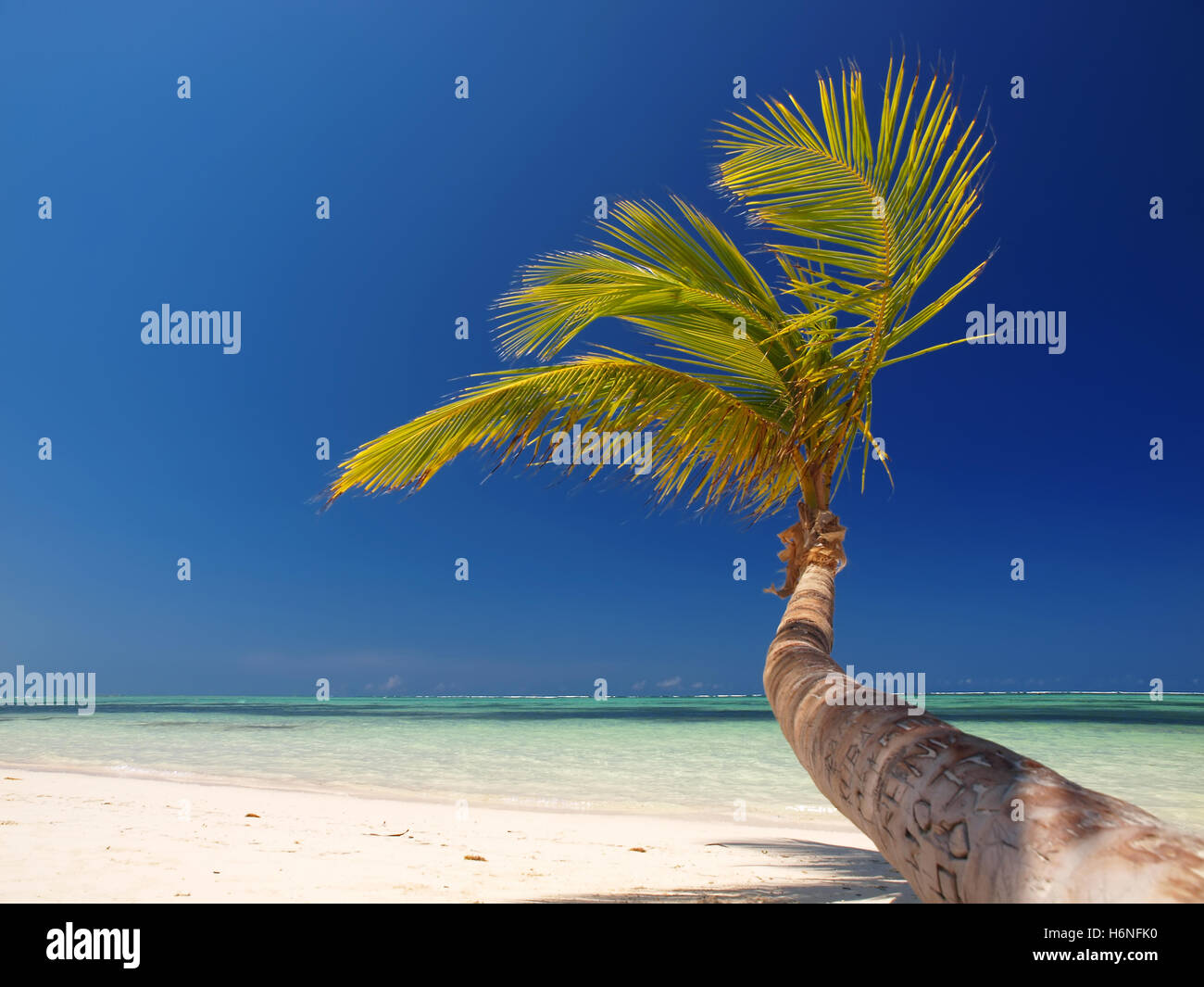 coconut palm tree in the caribbean Stock Photo