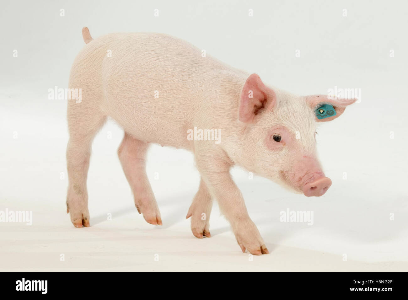 piglets in the photo studio Stock Photo
