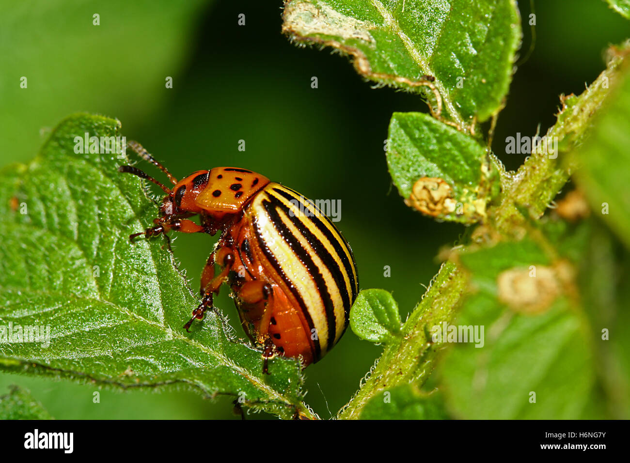 Spiders of colorado hi-res stock photography and images - Alamy