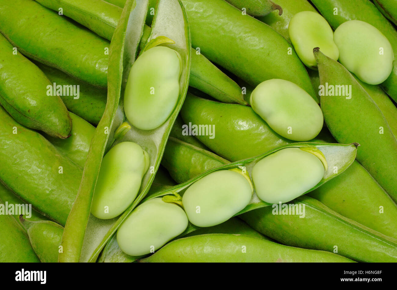 habas - peruvian bean pods Stock Photo