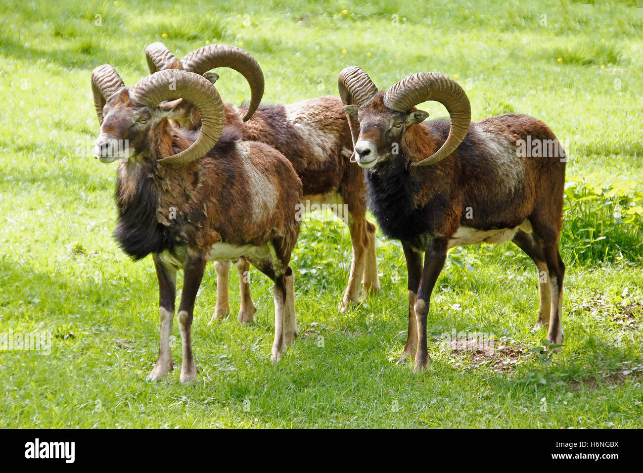 wild sheep with big horns Stock Photo