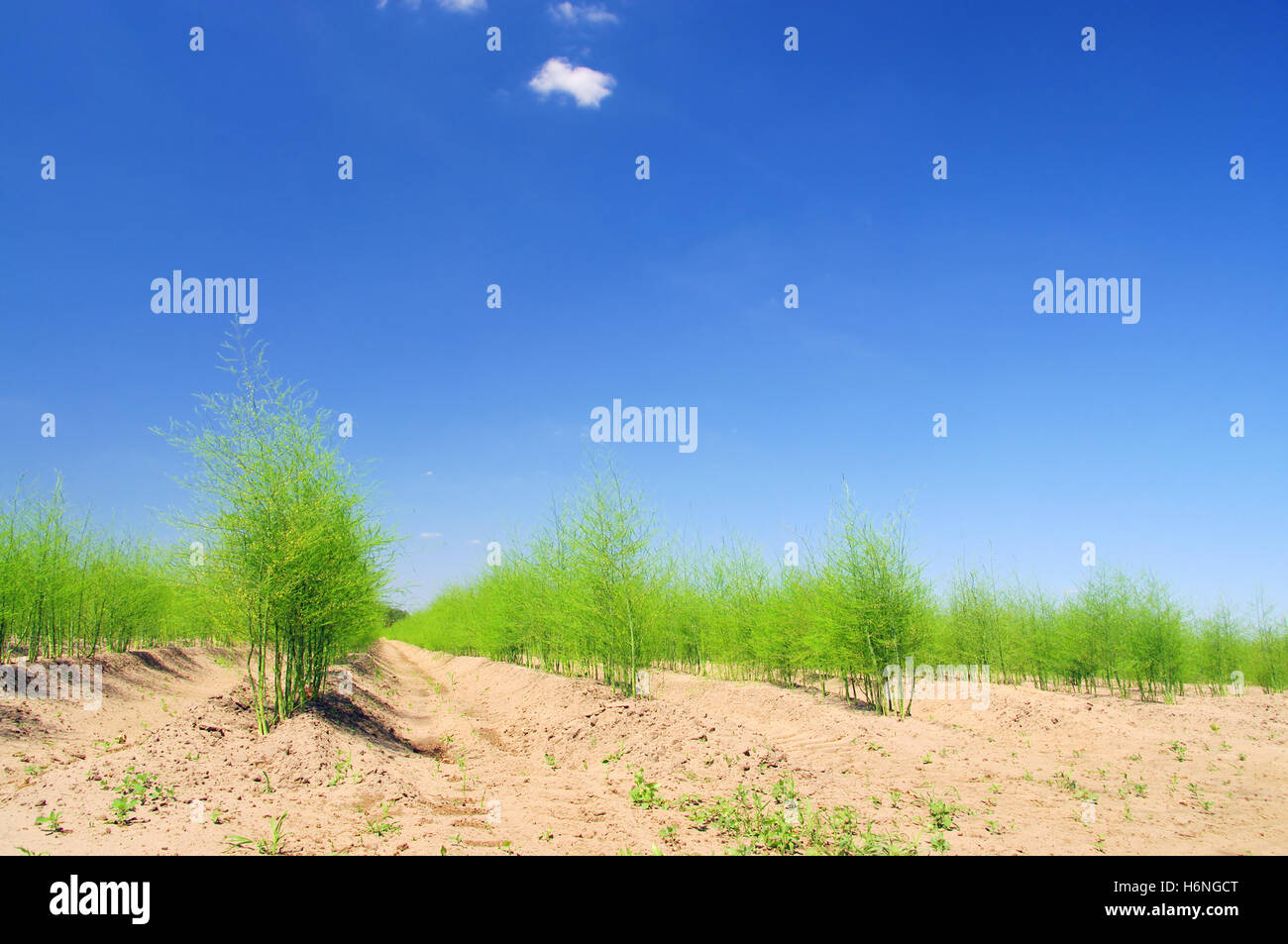 asparagus field asparagus field 21 Stock Photo Alamy