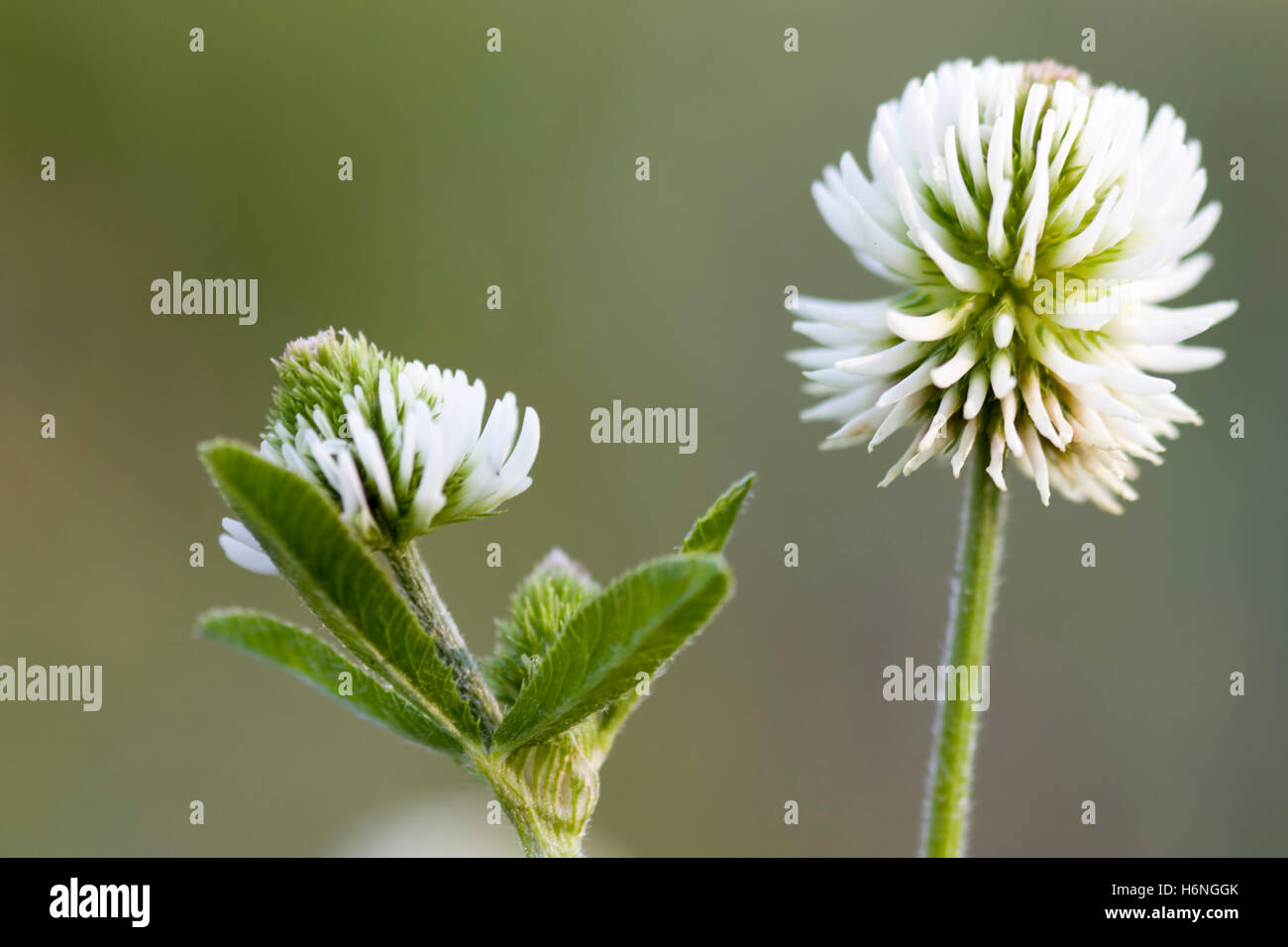 berg-klee - trifolium montanum Stock Photo