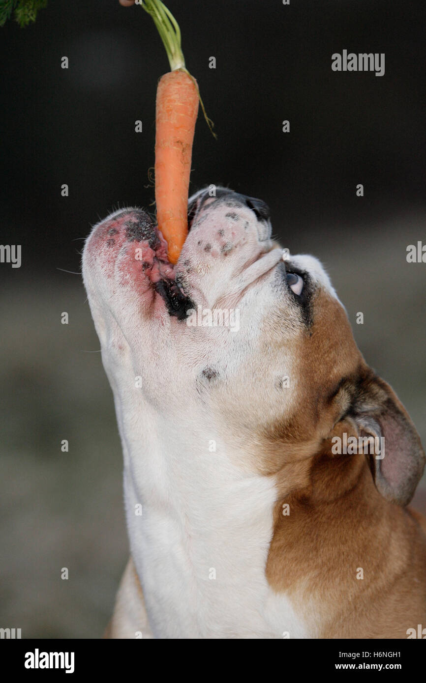 Are Carrots Good For A Jack Russell Terrier