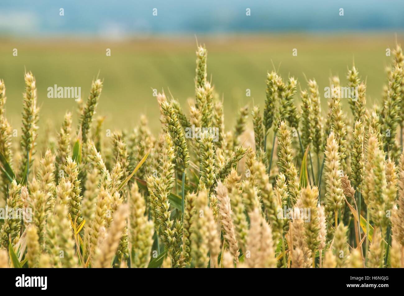 Agrarian production hi-res stock photography and images - Alamy