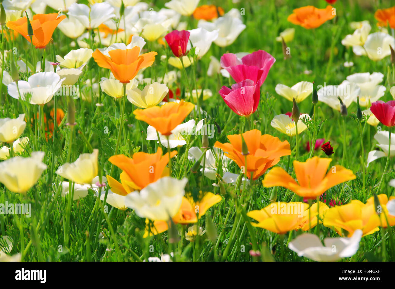 Flourishing red poppy flowers hi-res stock photography and images - Alamy
