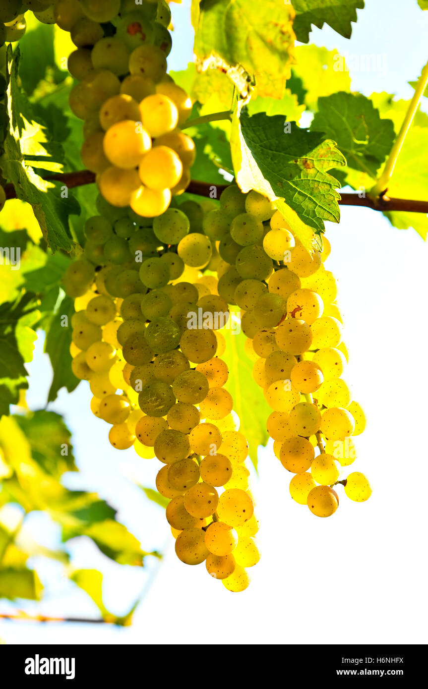fruits vegetables Stock Photo