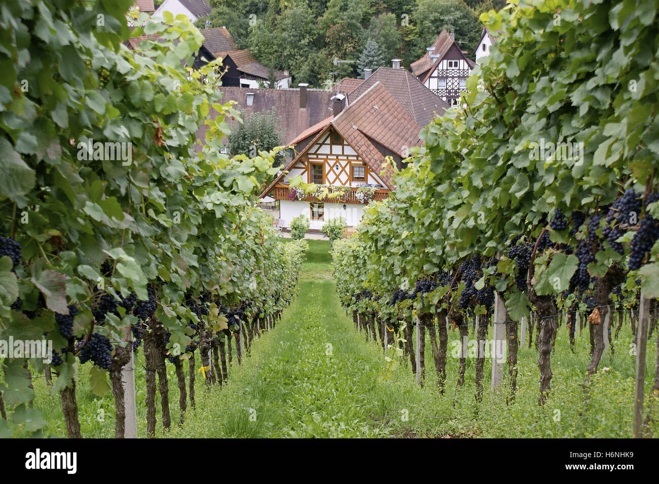 in the vineyard Stock Photo - Alamy