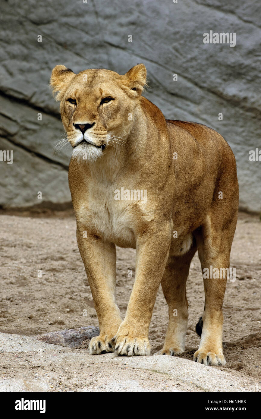 mammals Stock Photo