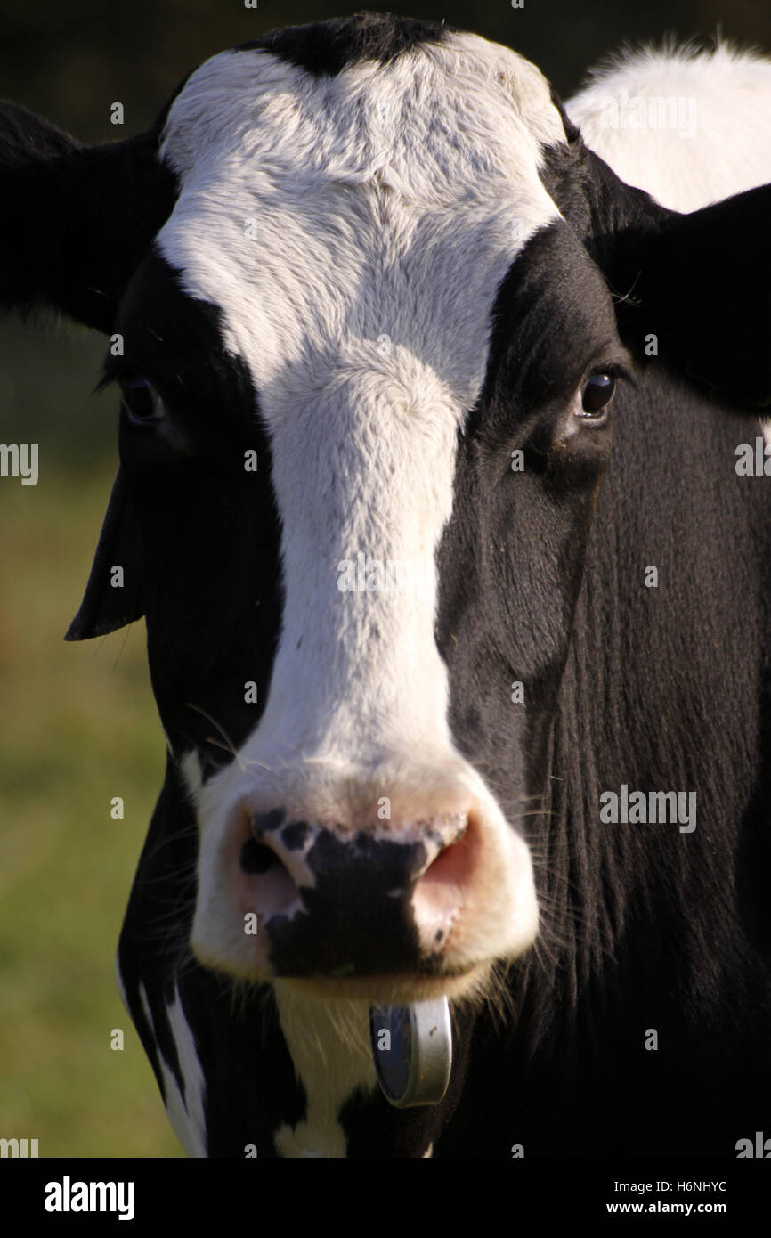 herd of cows in a pasture Stock Photo - Alamy