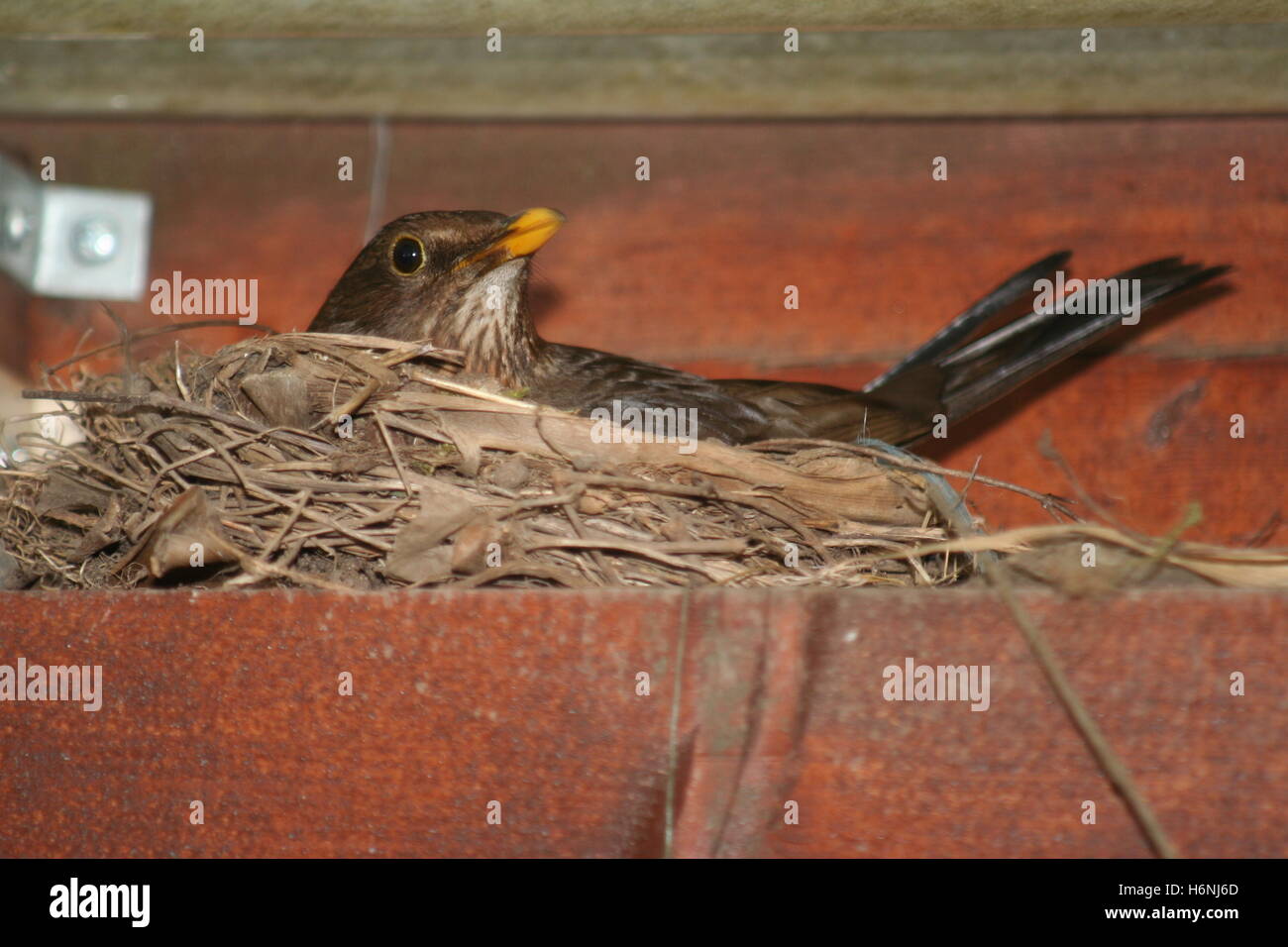 birds Stock Photo