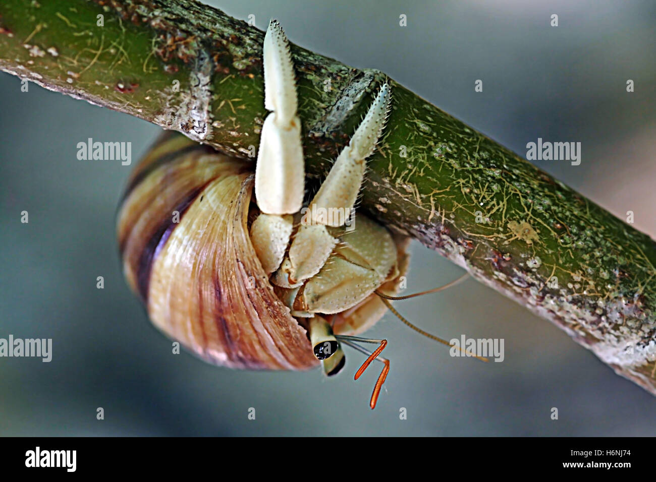 hermit crab upside down on a tree branch Stock Photo