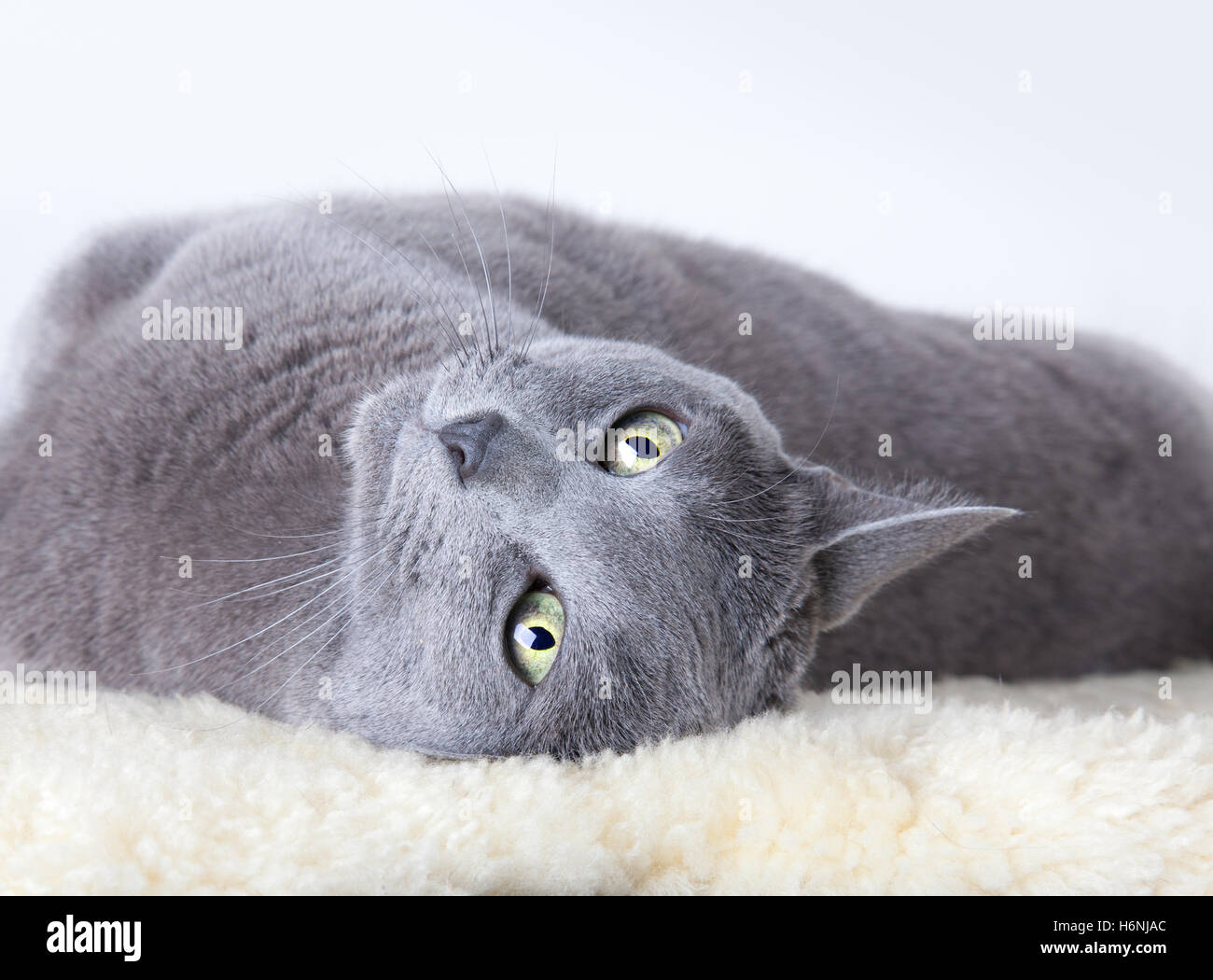 russian blue cat breed Stock Photo