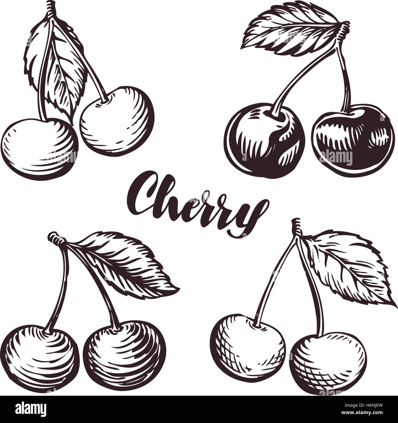 Cherry sketch. Fruits vector illustration Stock Vector Art
