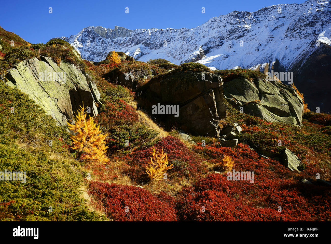 Lötschentall, autum colors beow Anensee, larh trees yellow, blueberry bushes red, fresh snow on mountains, Valais, Swiss alps, S Stock Photo