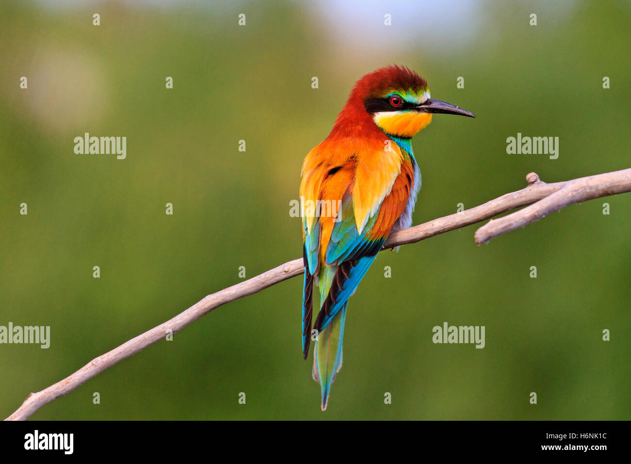 colored bird on green background Stock Photo