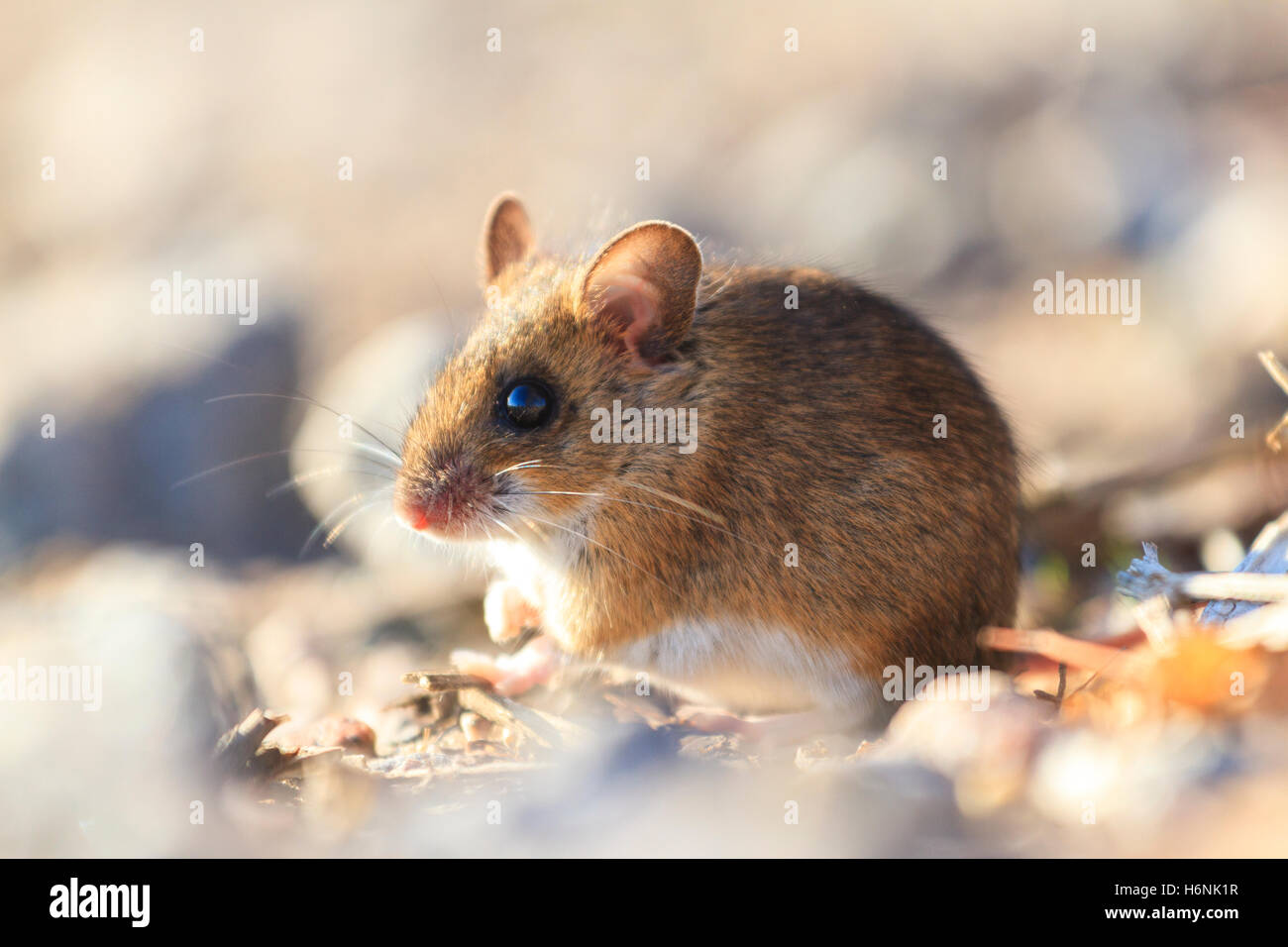 Hiding among rocks hi-res stock photography and images - Alamy