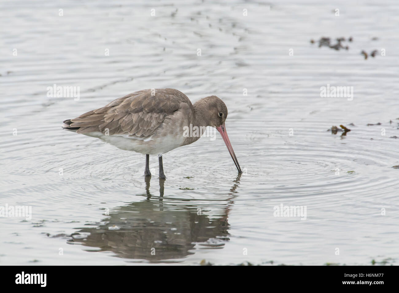 Black-tailed godwit (Limosa limosa) in winter plumage Stock Photo - Alamy