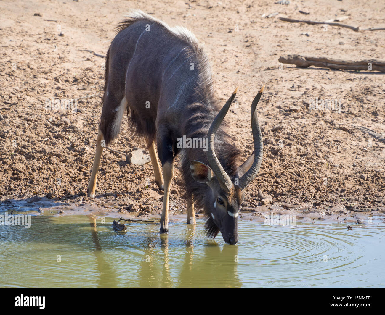 Male nyala antelope drinking at waterhole Stock Photo