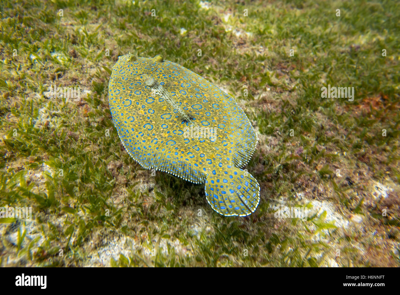 Flounder in Martinique Stock Photo