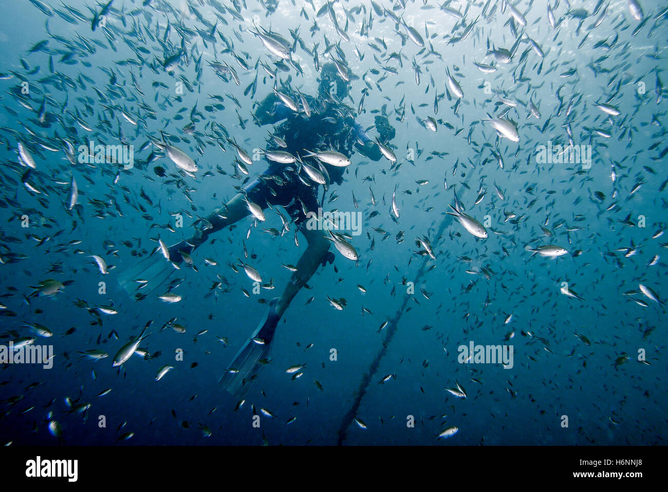 Fish Martinque Diver and fish in Martinique Stock Photo - Alamy