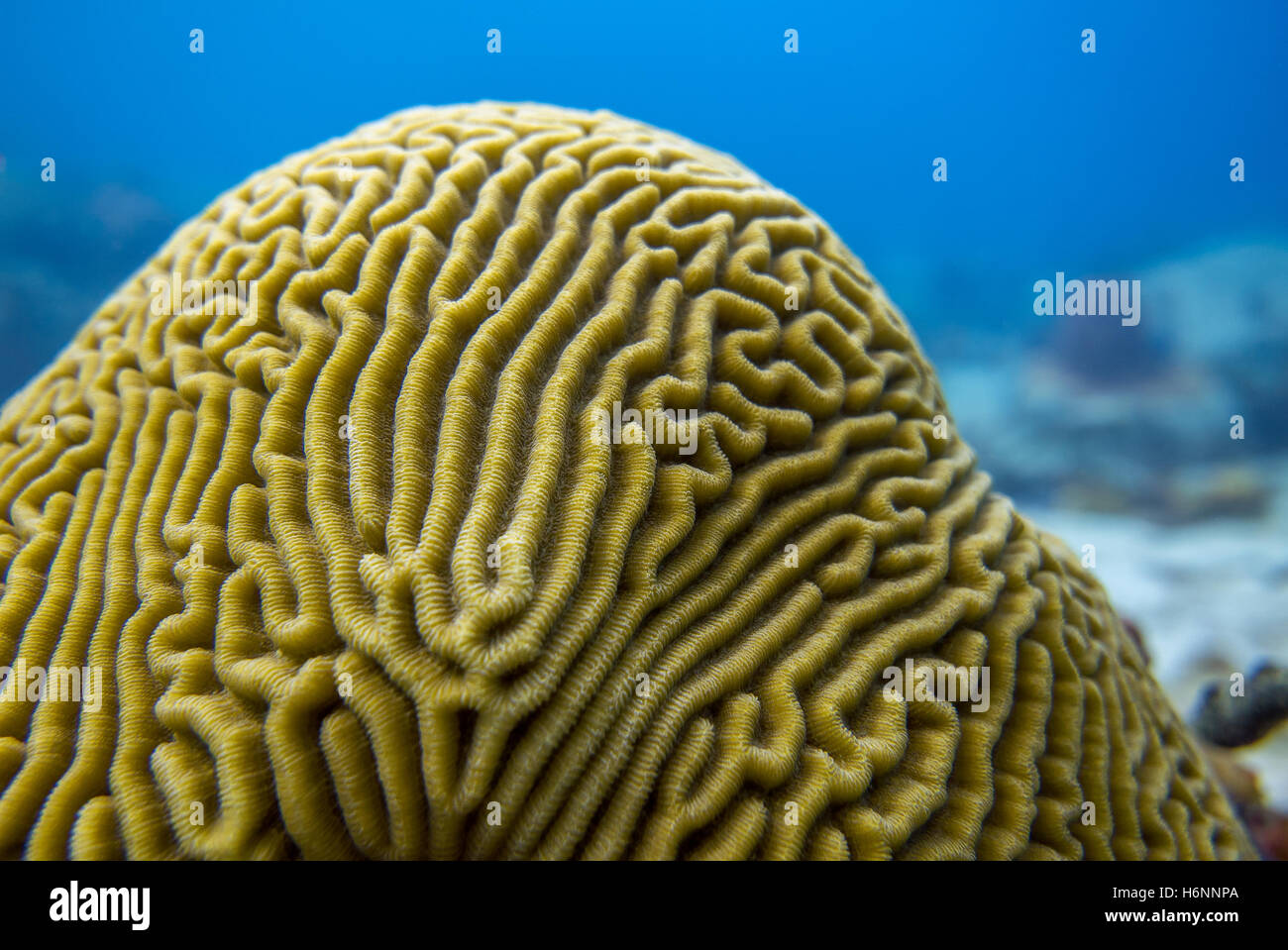 Brain coral in Martinique Stock Photo