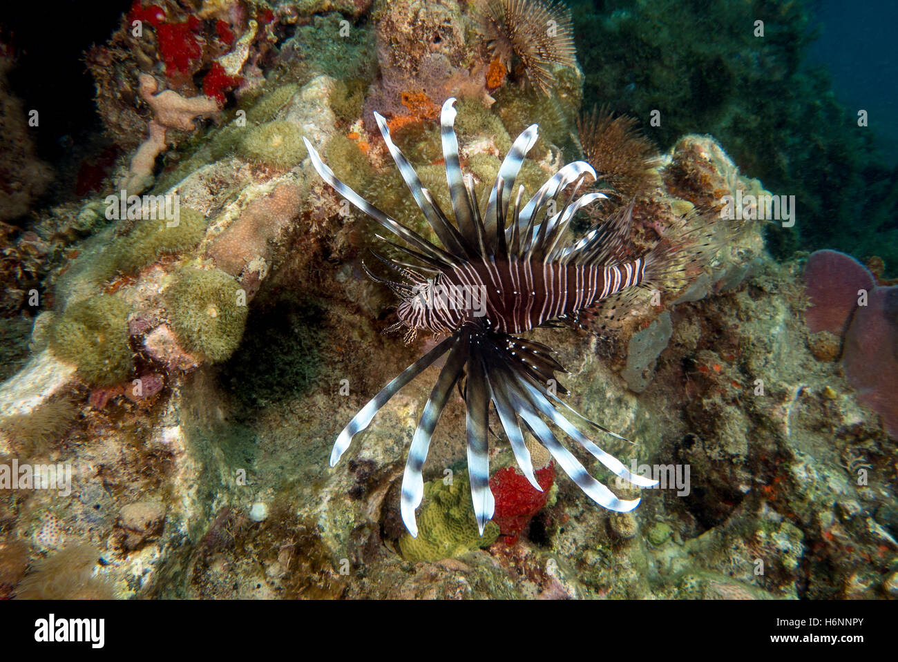 Fish Martinque Lion fish in Martinique Stock Photo - Alamy