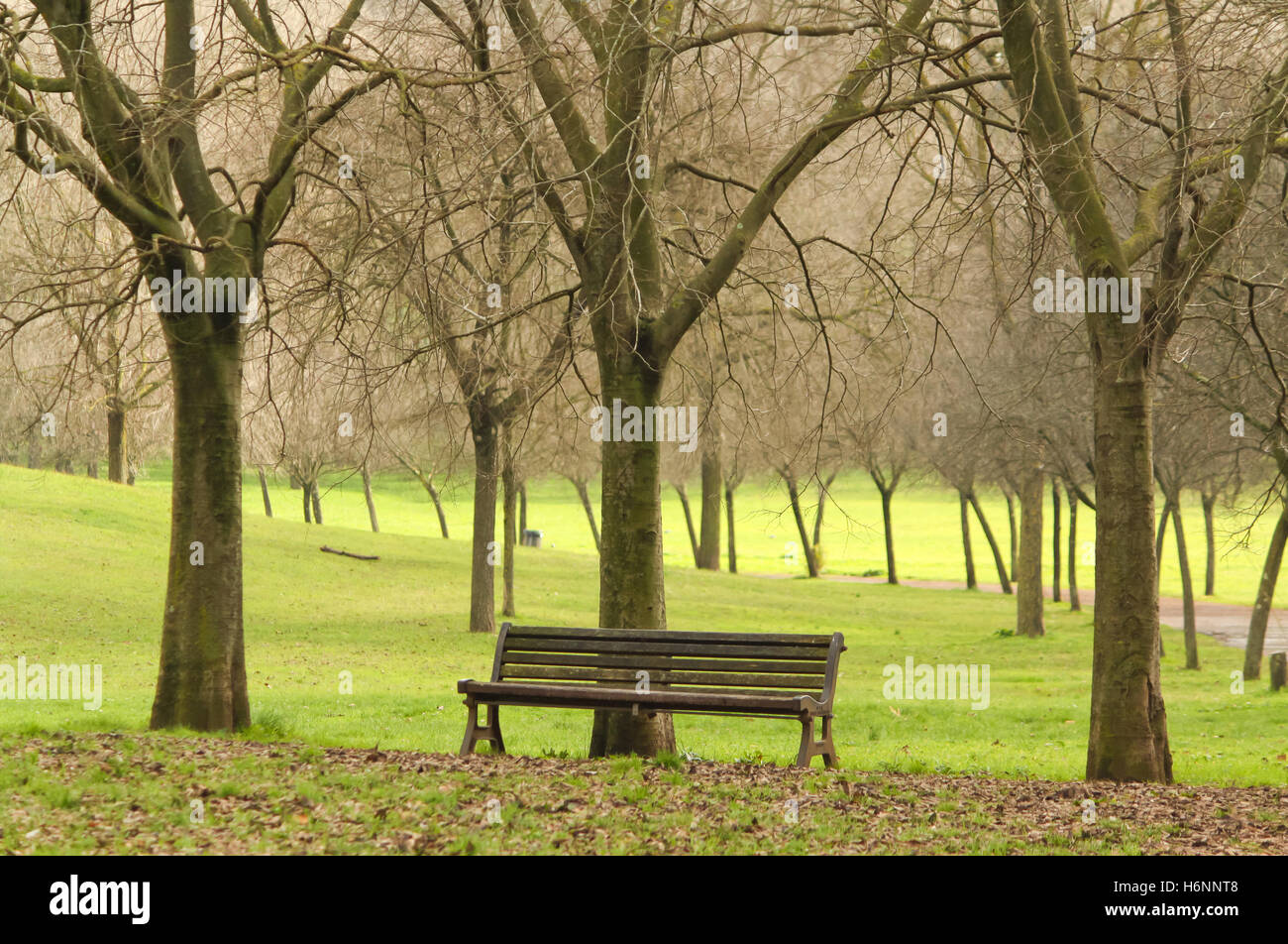 Empty bench in the park Stock Photo - Alamy