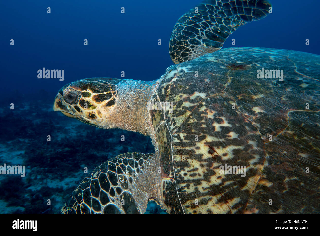Turtle in Martinique Stock Photo