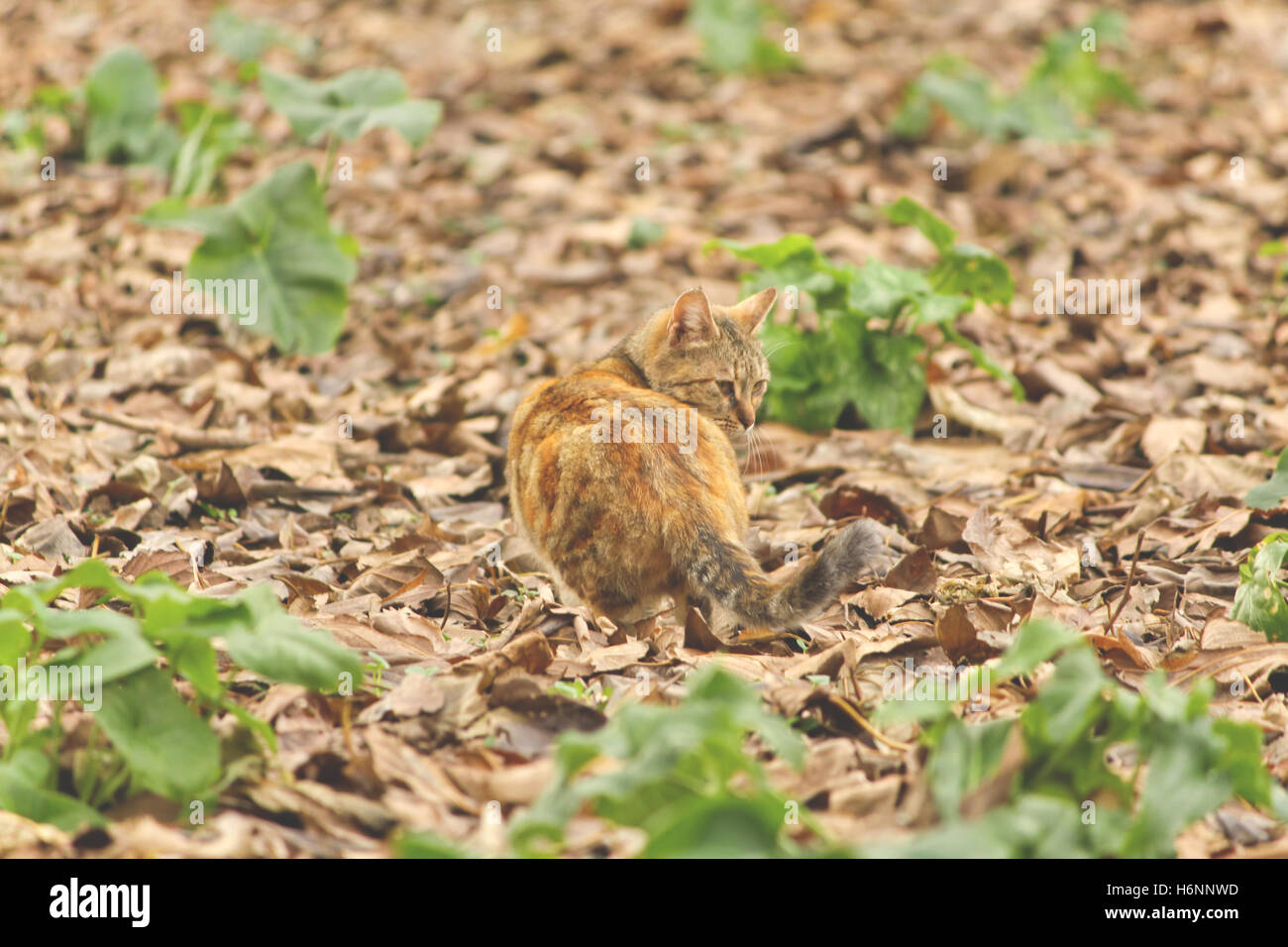 Cat in the autumn foliage Stock Photo - Alamy