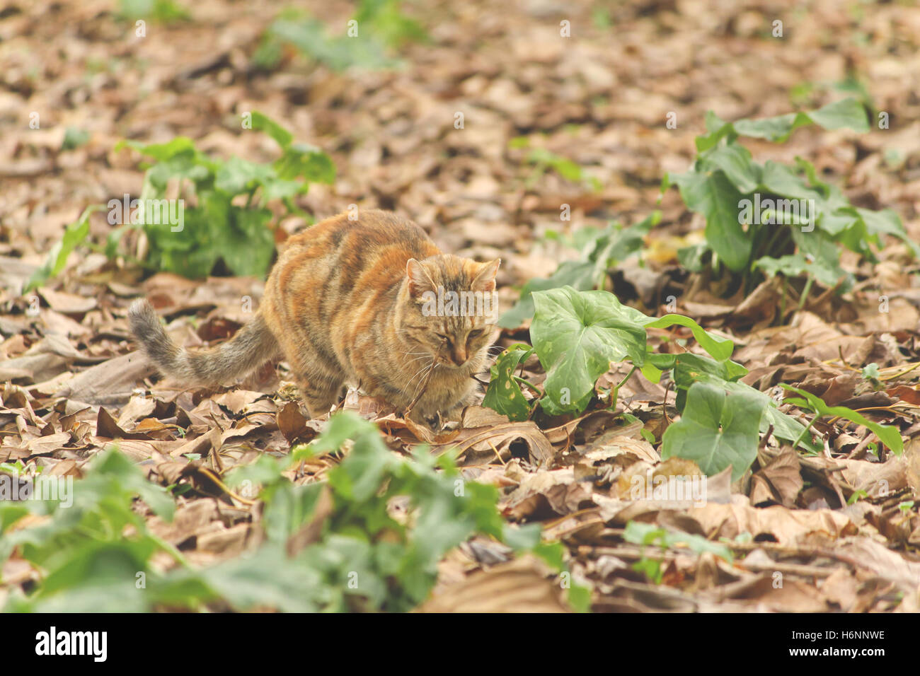 Cat na hi-res stock photography and images - Alamy