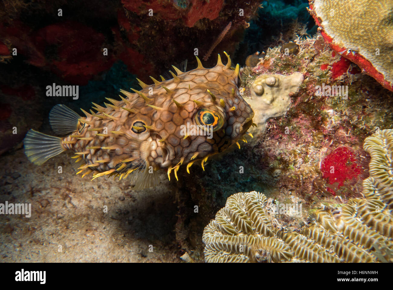 Boxfish in Martinique Stock Photo